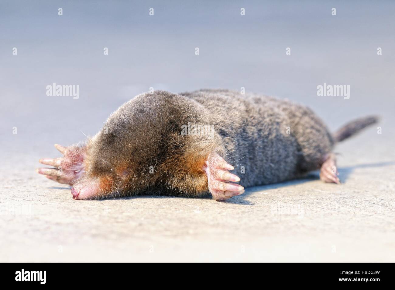 bei mir am besten ich The Mole Stockfoto