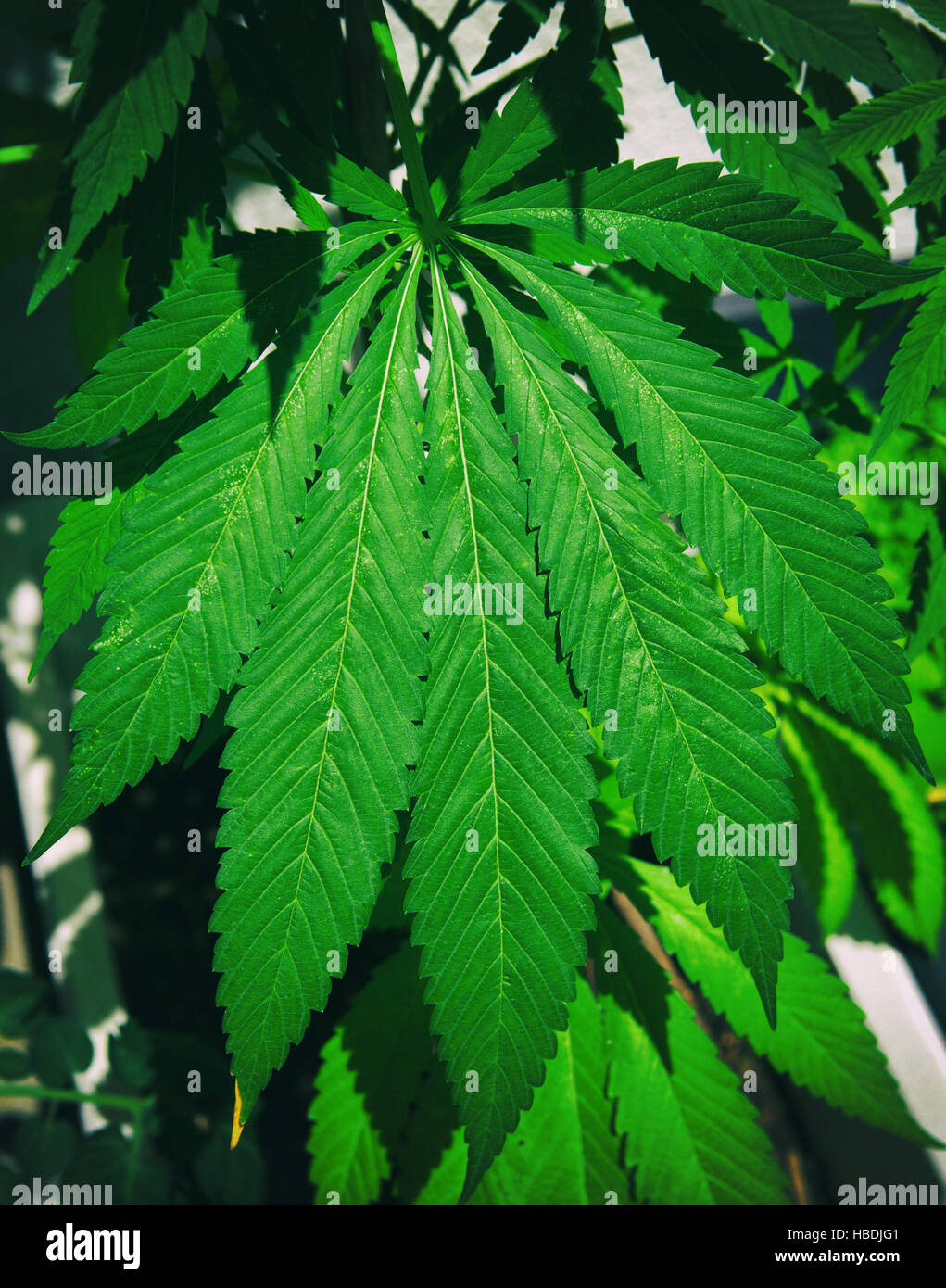 Cannabisblatt Stockfoto