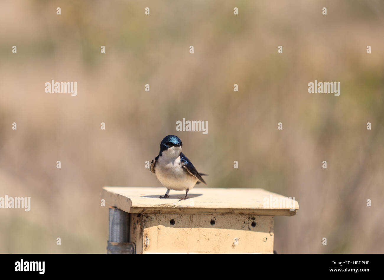 Blauer Baum Schwalbe Vogel Stockfoto