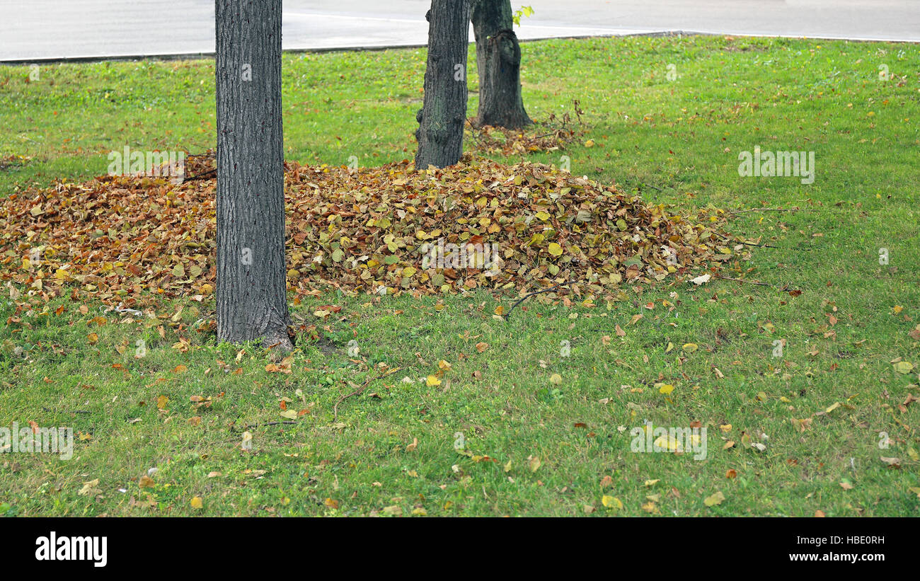 Stapel von Blättern Stockfoto