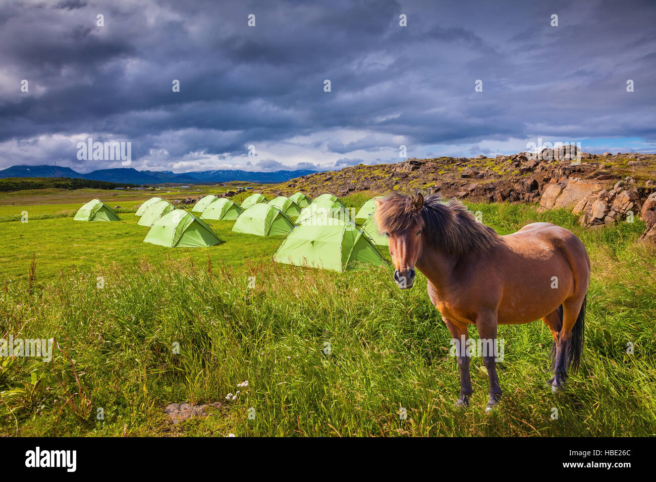 Herrliche Islandpferd und Sommerlager Stockfoto