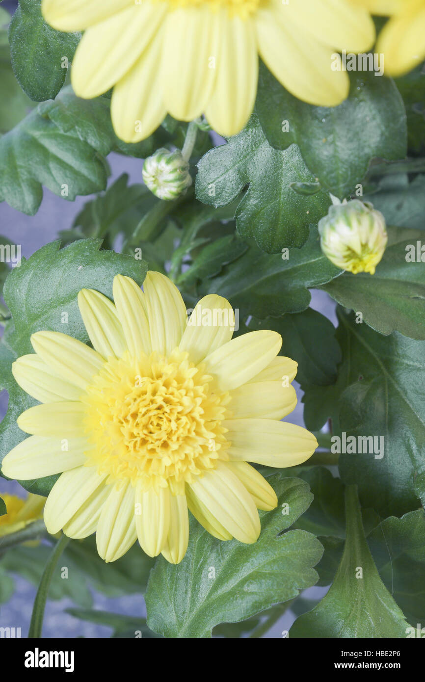 Gelbe blüten mit knospen Fotos und Bildmaterial in hoher Auflösung