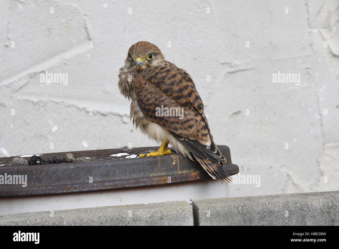 Junge Turmfalken Stockfoto