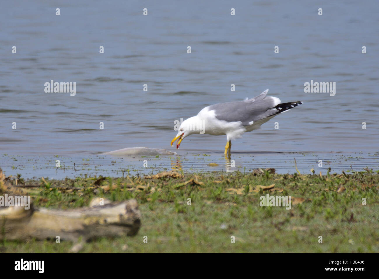 Gelb-legged Möve Stockfoto