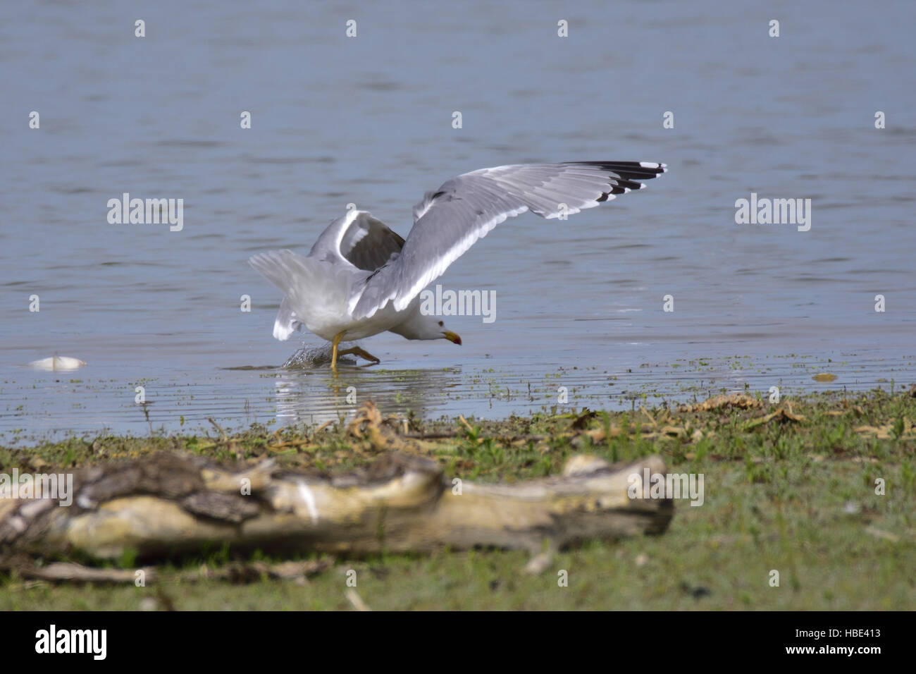 Gelb-legged Möve Stockfoto