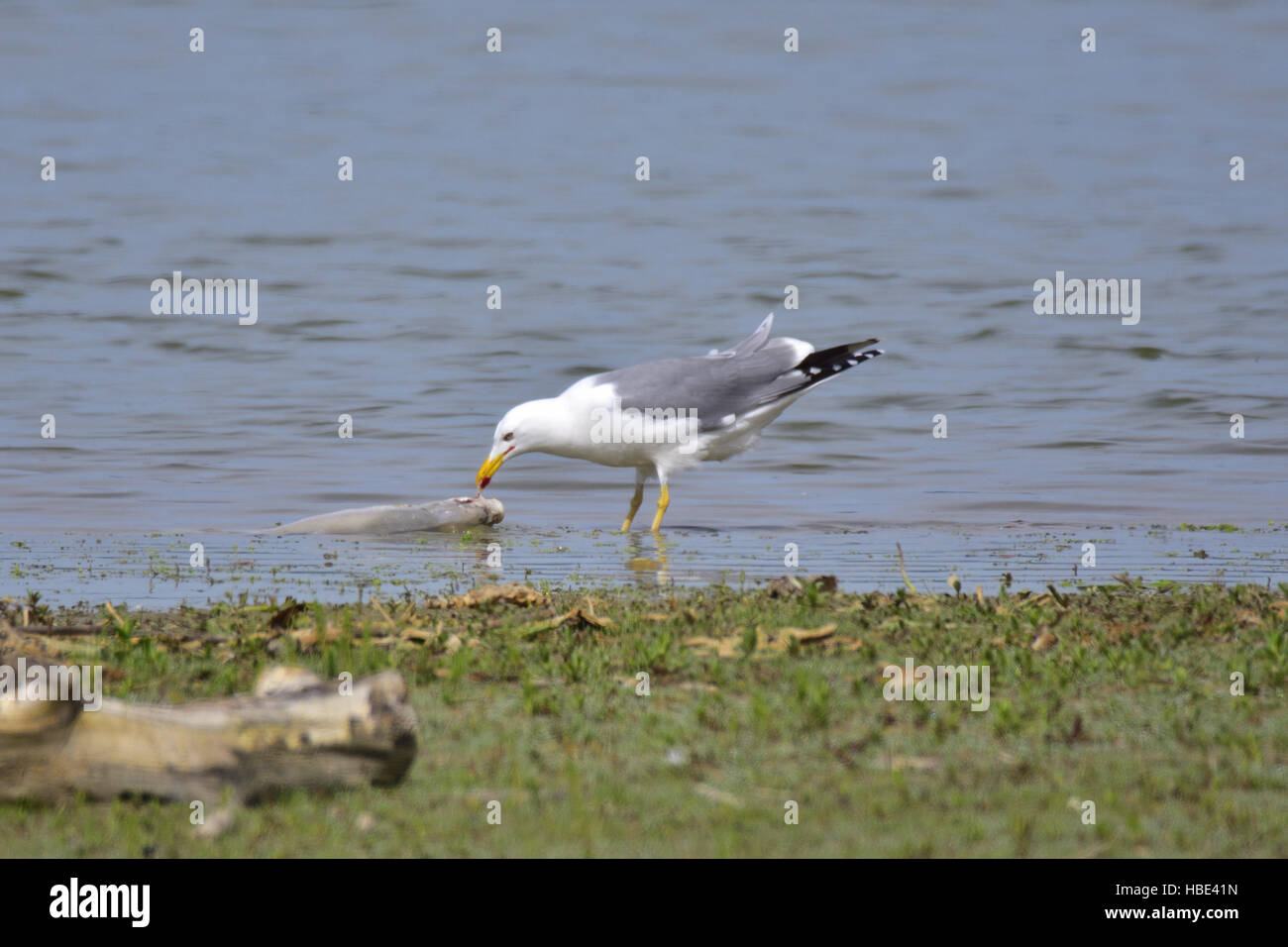 Gelb-legged Möve Stockfoto