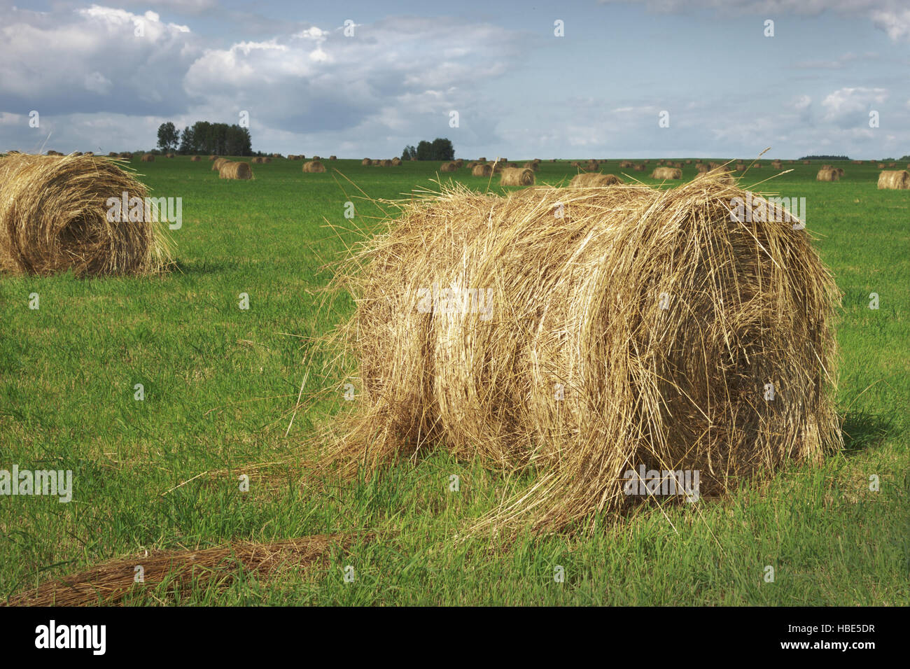 Strohballen auf Feld Stockfoto