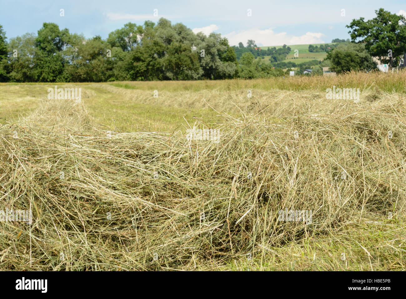 Erntebereites Heu bin Feld in Reihen Stockfoto