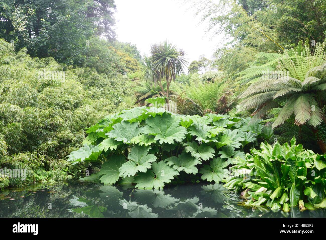 Üppigen grünen Dschungel wie Pflanzen mit Teich Stockfoto