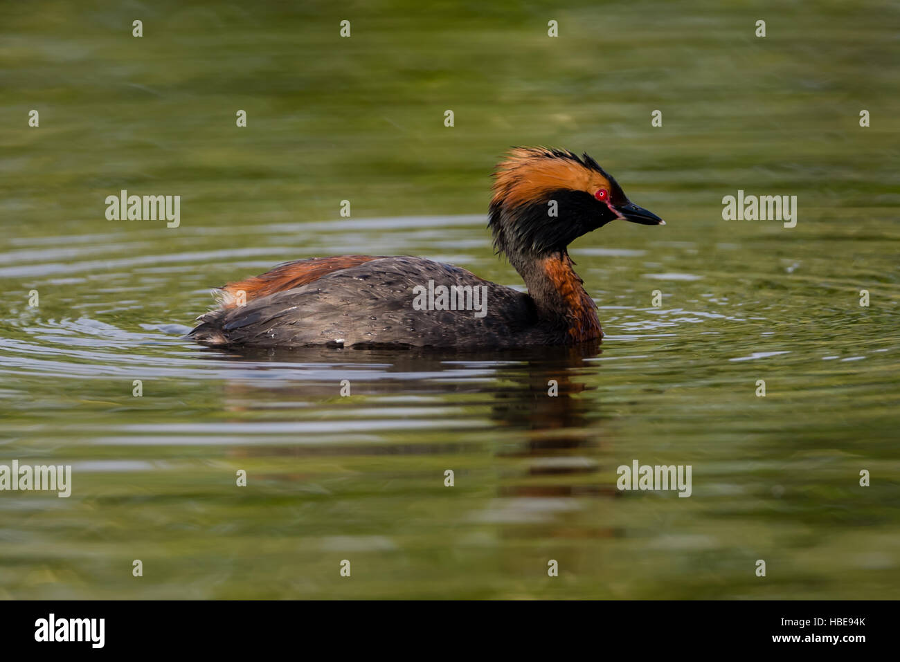 Auch bekannt als die slawonischen Grebe schwimmen auf einer grünen Kokosblättern Ohrentaucher (Podiceps Auritus) Stockfoto