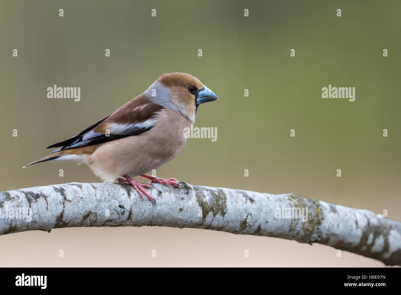 Die schöne Kernbeißer zeigt sein Profil auf dem Eiche Zweig der kurze Schwanz und großen starken Schnabel mit einem schönen grünen bokeh Stockfoto