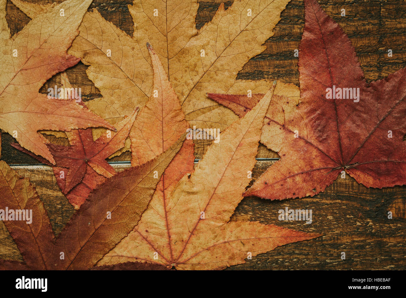 Schöne Blätter mit vielen Farben ab Herbst Stockfoto