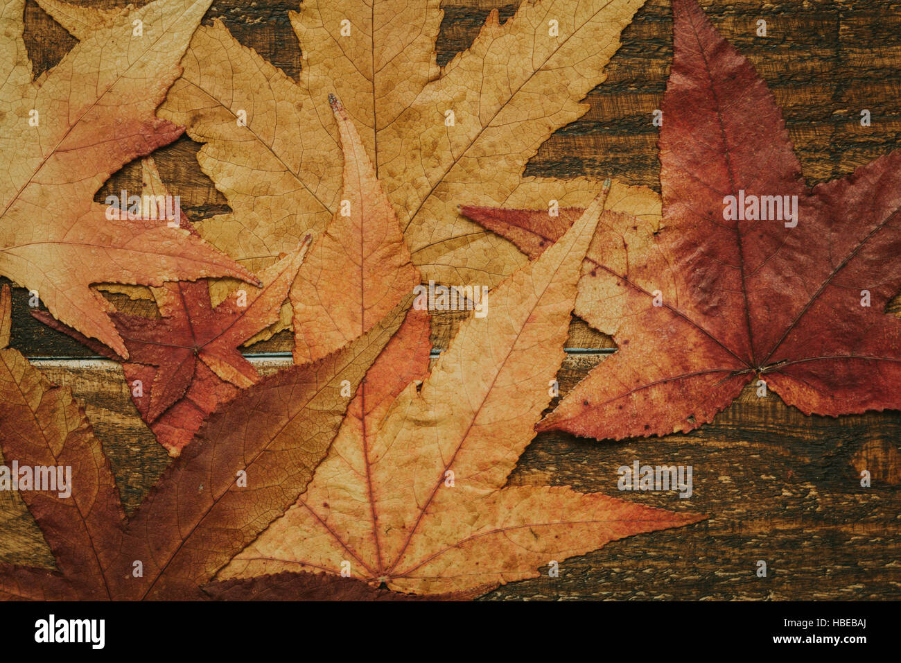 Schöne Blätter mit vielen Farben ab Herbst Stockfoto