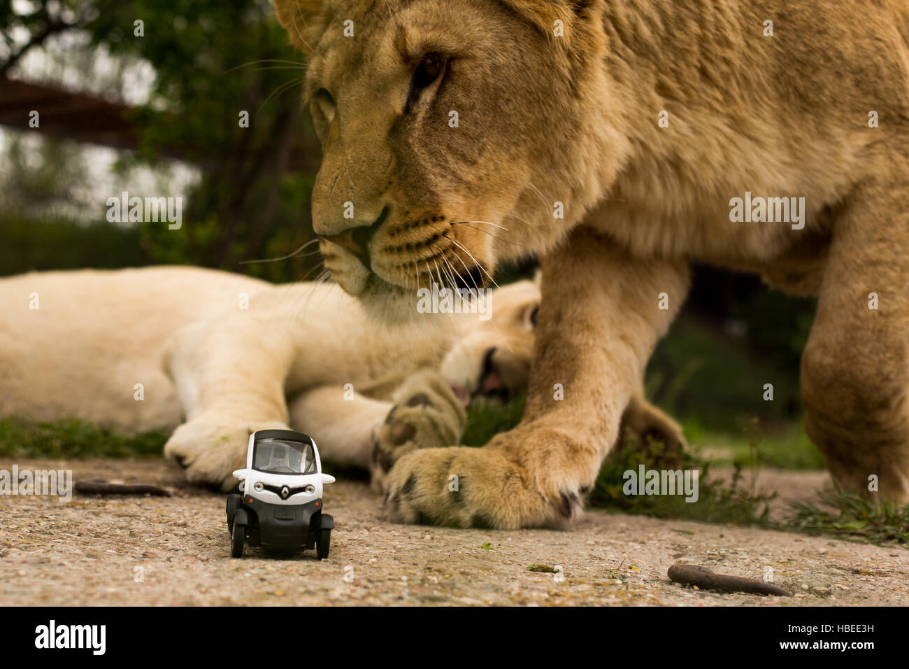 Einzigartige Bilder: Löwen spielen mit einem kleinen Modellauto Renault Twizy im Safari-Park Stockfoto