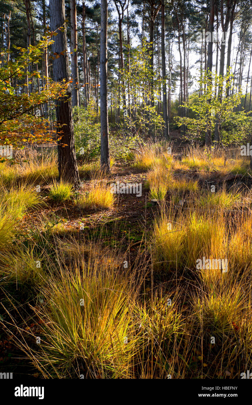 Großbritannien, England, Surrey, Herbst Waldlandschaft Stockfoto