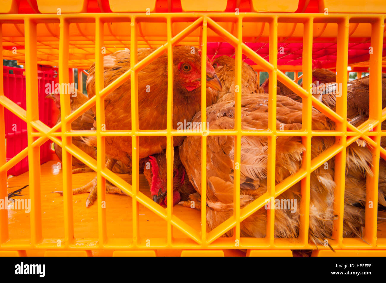 Erbe-Huhn Verarbeitung von hand. Junglandwirte töten und Hühner in ihrer Bio-Bauernhof zu kleiden. Stockfoto