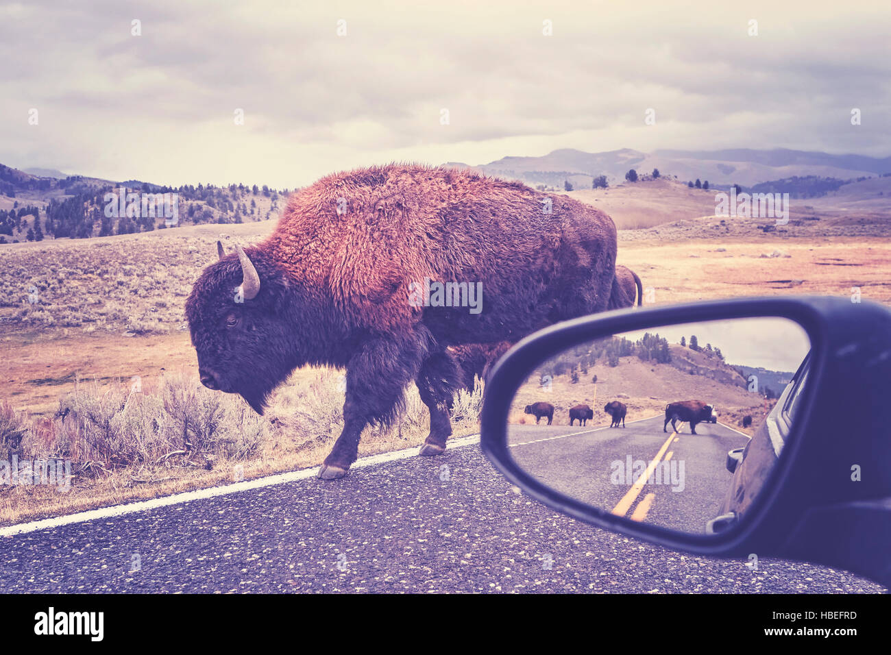 Retro getönten Foto des amerikanischen Bisons (Bison Bison) auf einer Straße gesehen von Auto Fahrersitz im Grand-Teton-Nationalpark, Wyoming, USA. Stockfoto