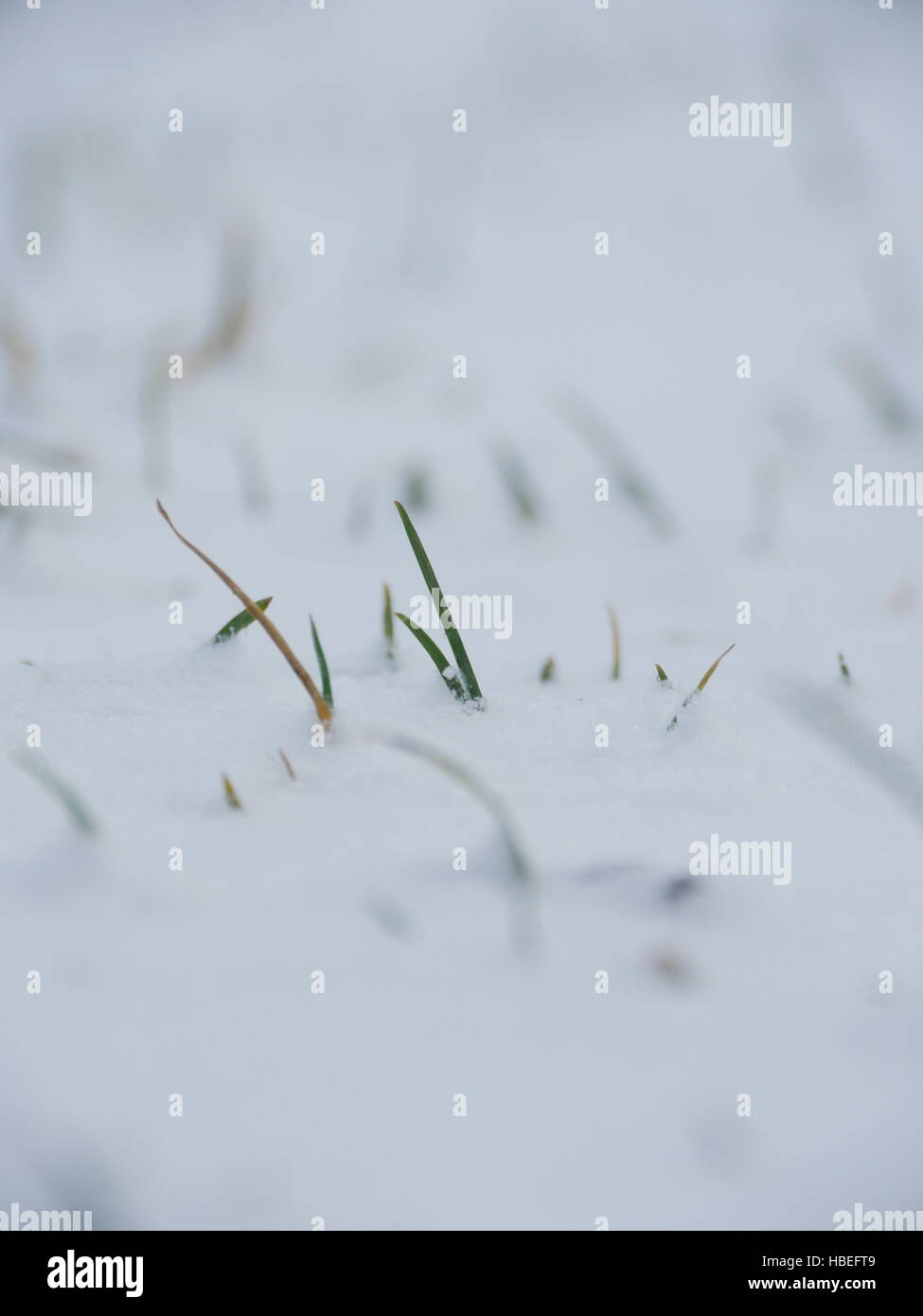 Nahaufnahme der erste Schnee auf dem Rasen Stockfoto