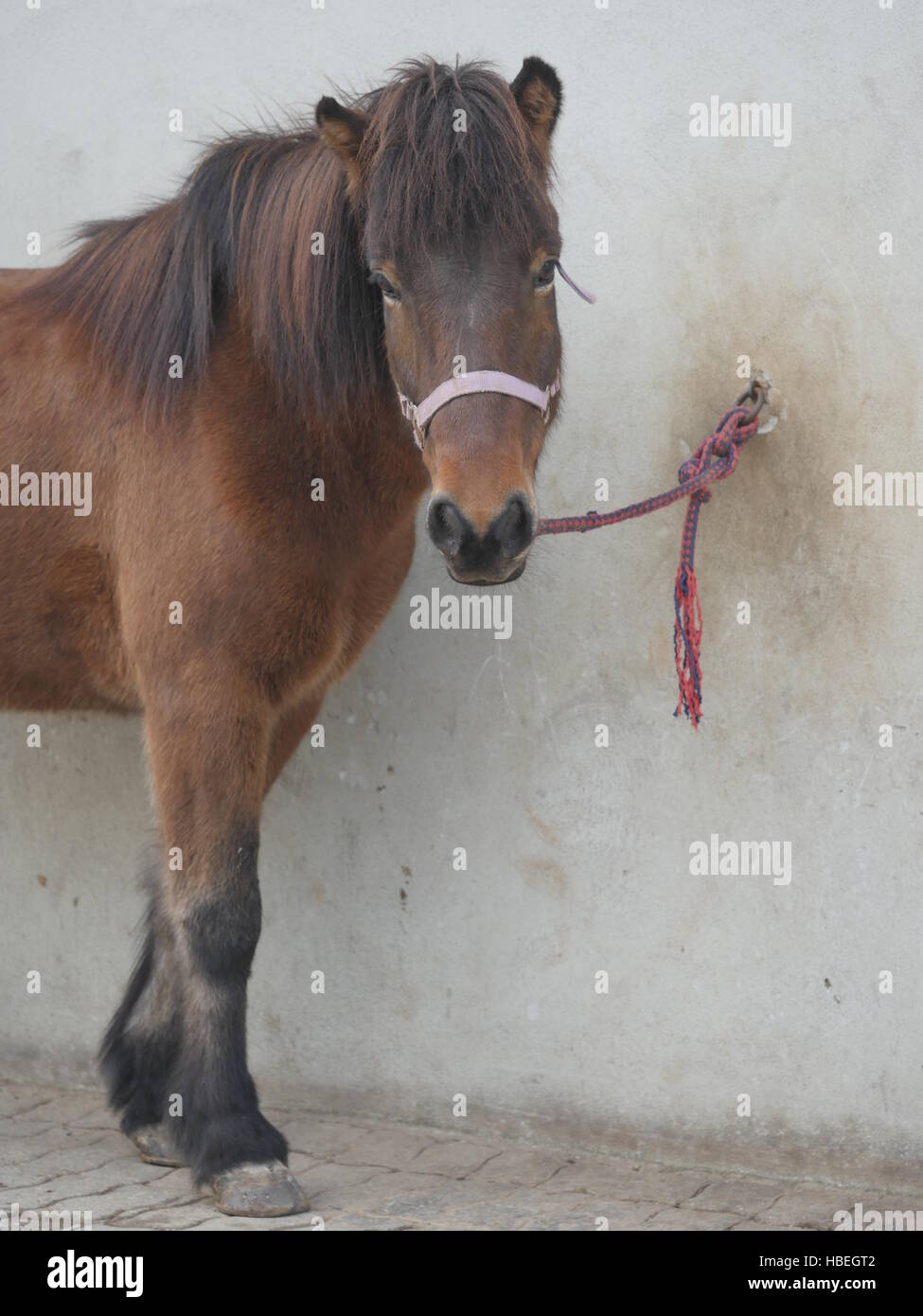 Braune Pferd an die Wand gekettet Stockfoto