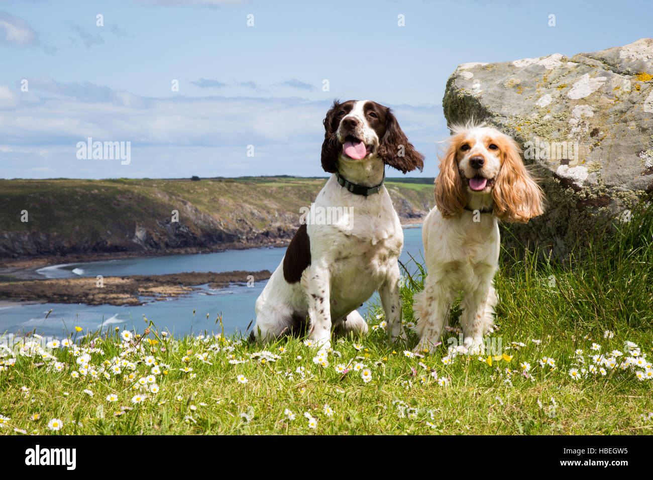 Zwei Springer Spaniel Cornish Meerblick Stockfoto