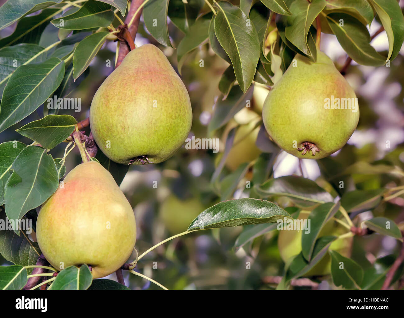 Drei große reife Birnen am Baum hängen. Stockfoto