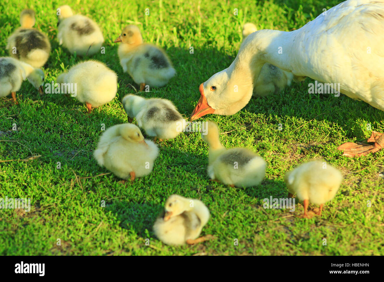 Gänsel mit ihrer Gans auf dem Rasen Stockfoto