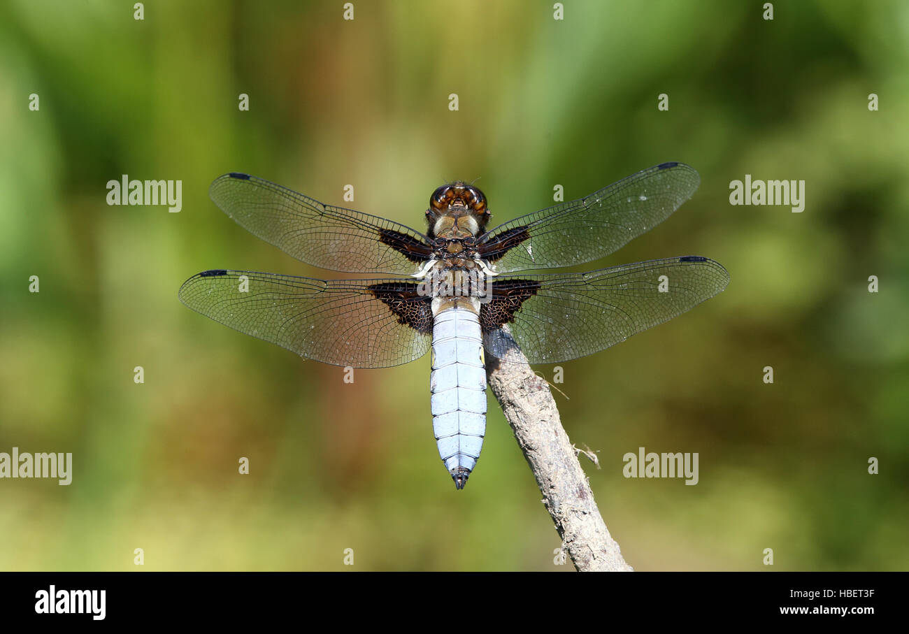 Libelle Libellula depressa Stockfoto