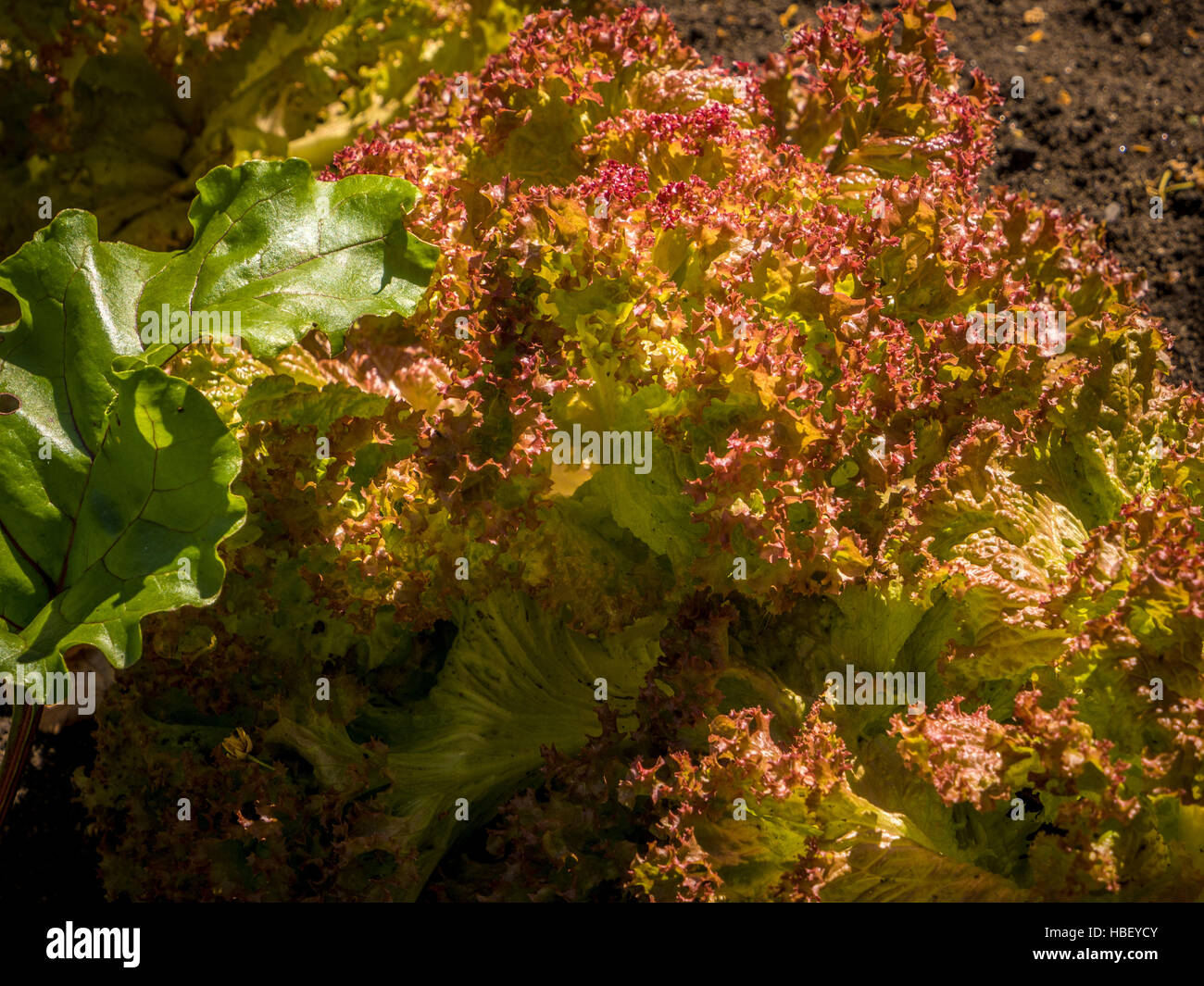 Salat, wachsende Pflanze Patch Stockfoto