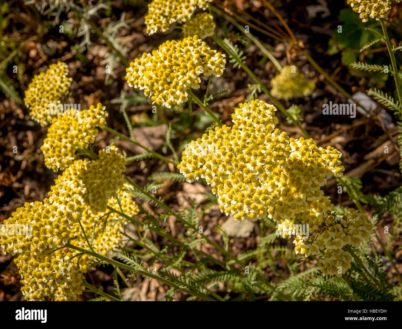 Gelbe Blüte Achillea (Schafgarbe) Pflanze im Garten Stockfoto