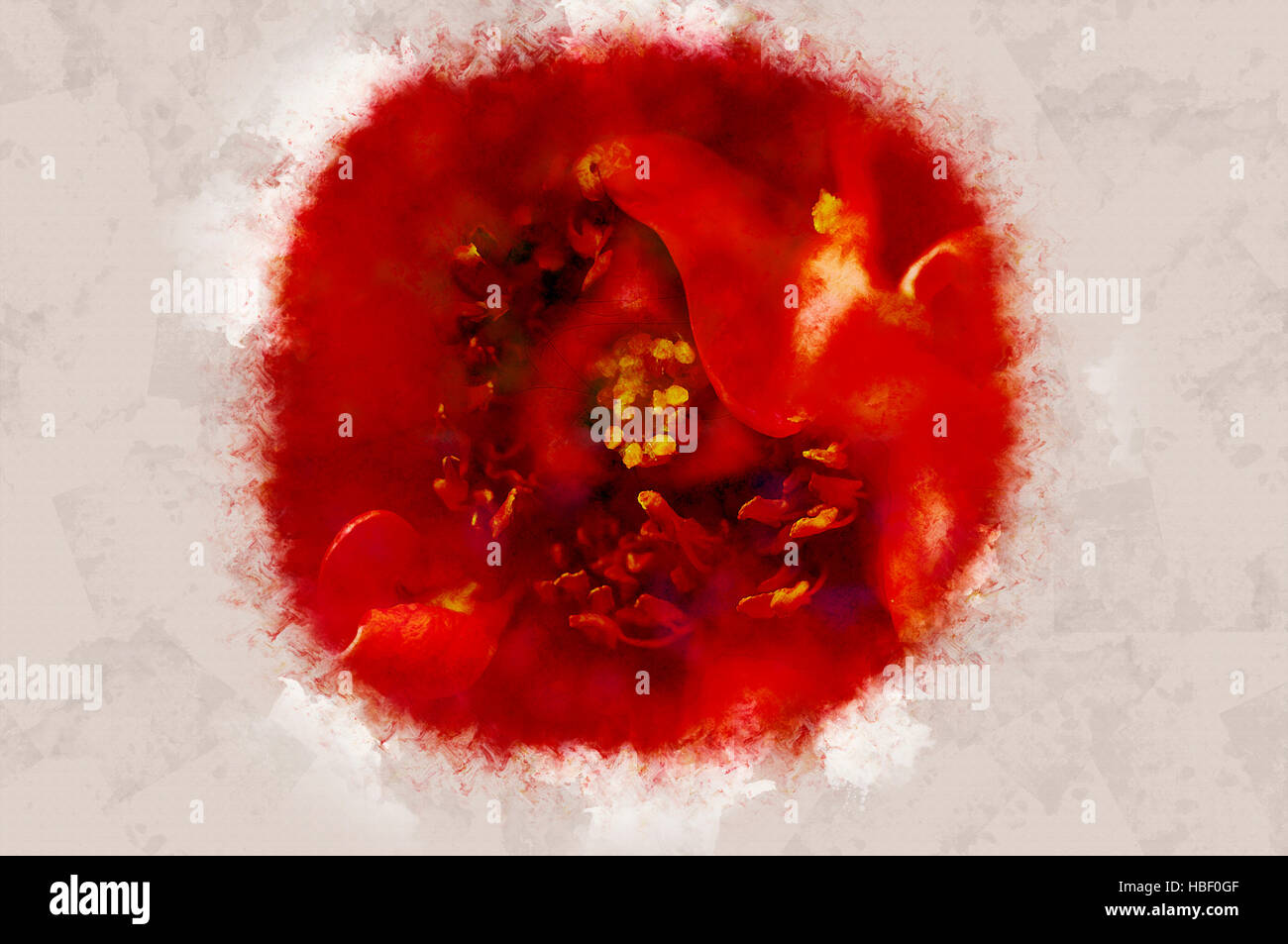 Digital Imagegewinn eine perfekte orange Garten rose Stockfoto