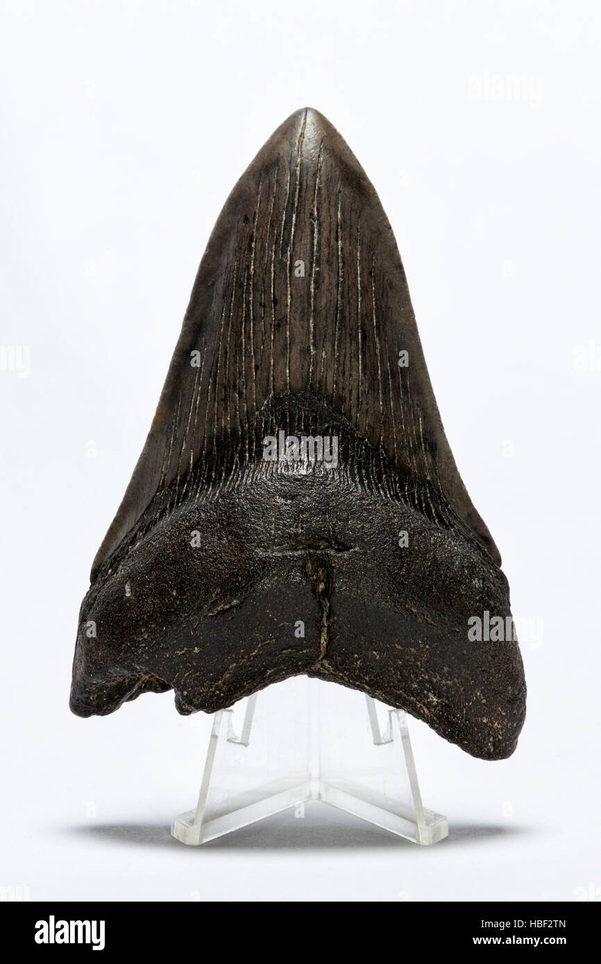 Versteinerten Megalodon Haizahn auf weißem Hintergrund Stockfoto