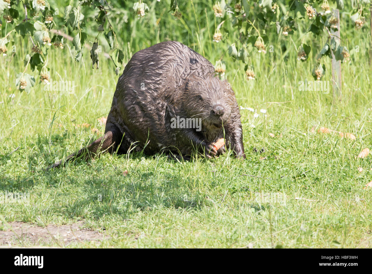 Eurasischer biber -Fotos und -Bildmaterial in hoher Auflösung – Alamy