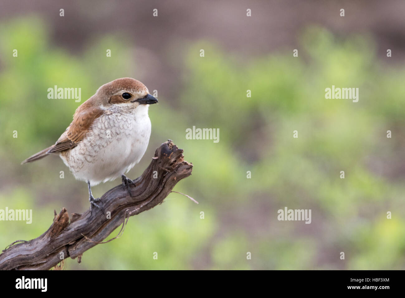 Neuntöter Stockfoto