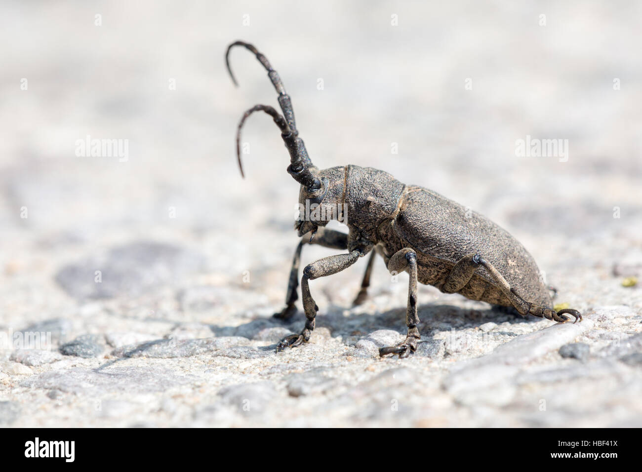 Longhorn Beetle Stockfoto