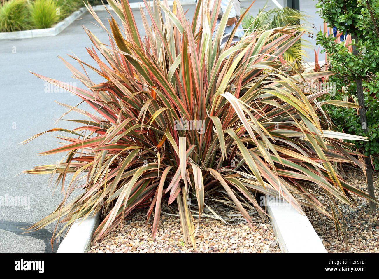 Cordyline Australis "Südlichen Pracht" Kohlpalme zeigen ganze Werk Angewohnheit, bunte rosa, rot, Orange, braune Blätter Stockfoto