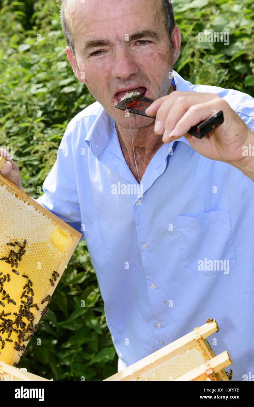 frischer Honig aus dem Bienenstock Stockfoto