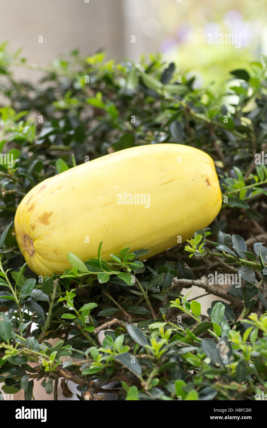 Cucumis Melo var. Makuwa auch bekannt als eine koreanische Melone Stockfoto