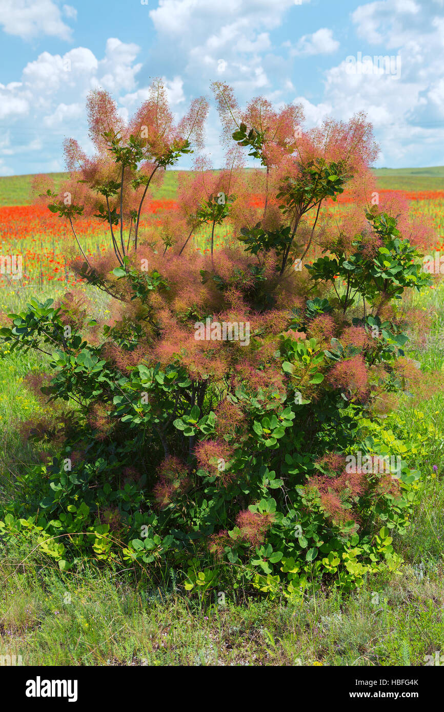Cotinus Coggygria oder europäischen Smoketree. Stockfoto