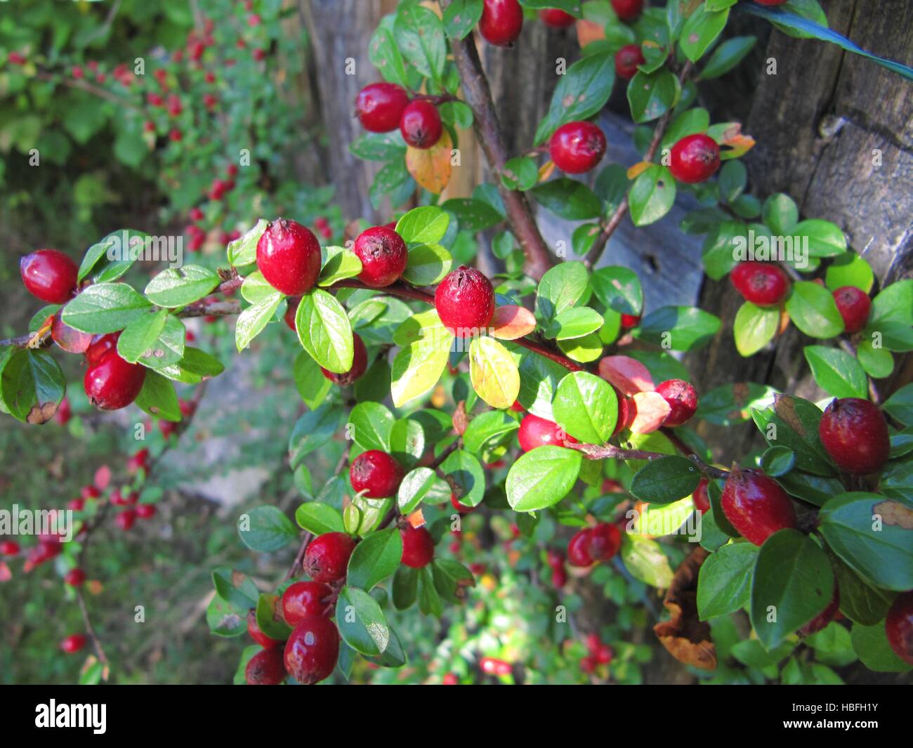 Exotische Früchte Stockfoto