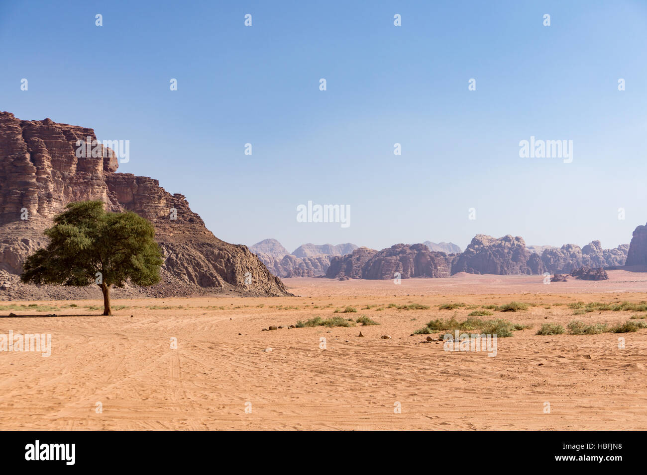 Baum in der Wüste Wadi Rum Stockfoto