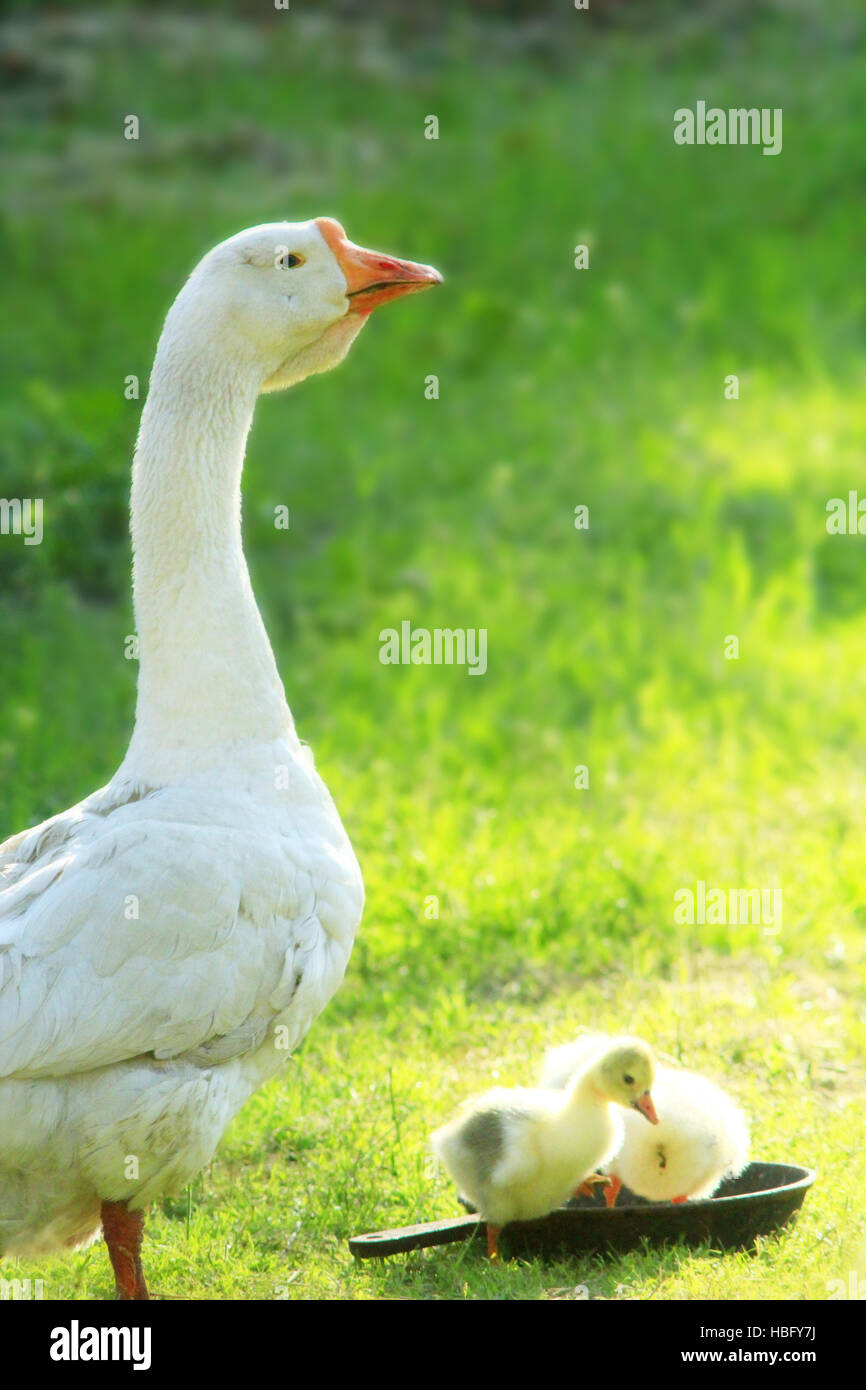 junge Gänsel mit Gans Stockfoto