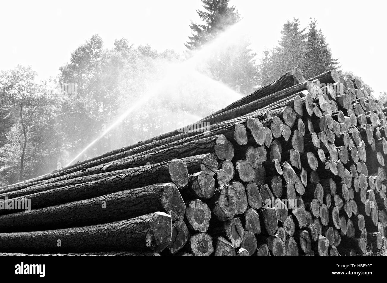 Holzlagerplatz mit Sprinkleranlage schwarz-weiß Stockfoto