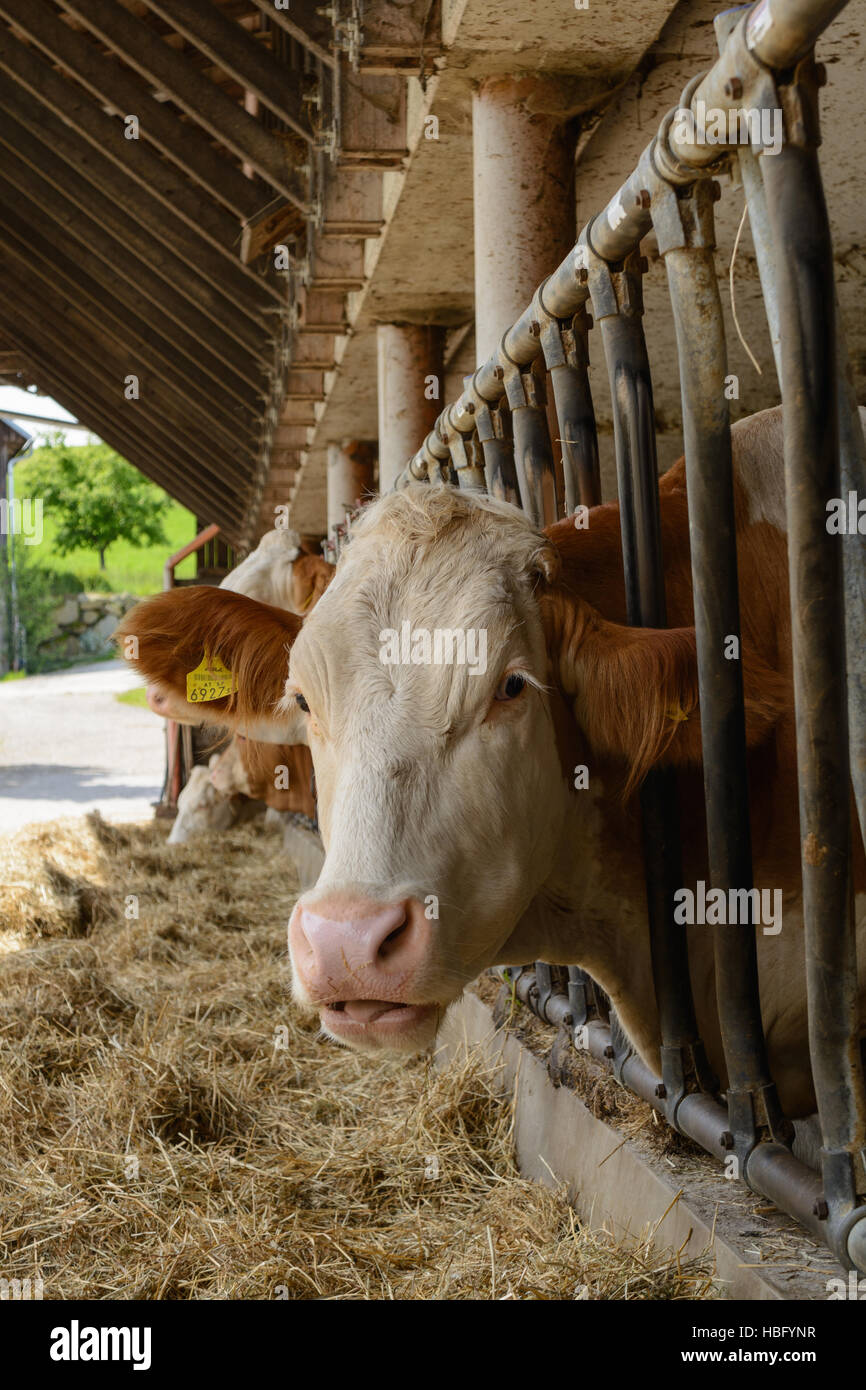 Kühe essen Heu - Laufstall Stockfoto