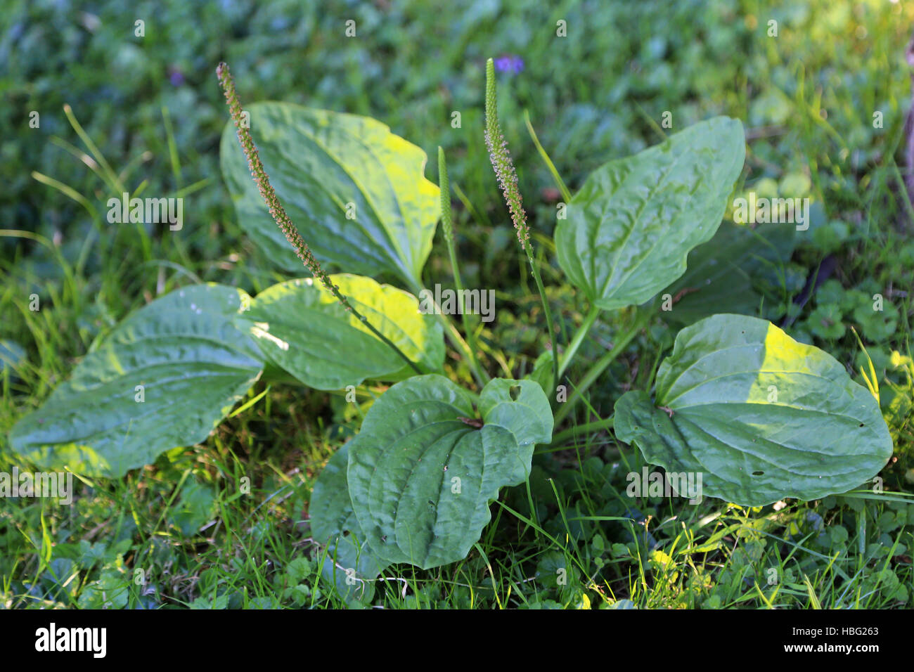 Laubbäume Wegerich, Plantago großen Stockfoto