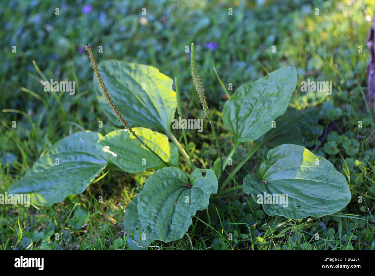 Laubbäume Wegerich, Plantago großen Stockfoto