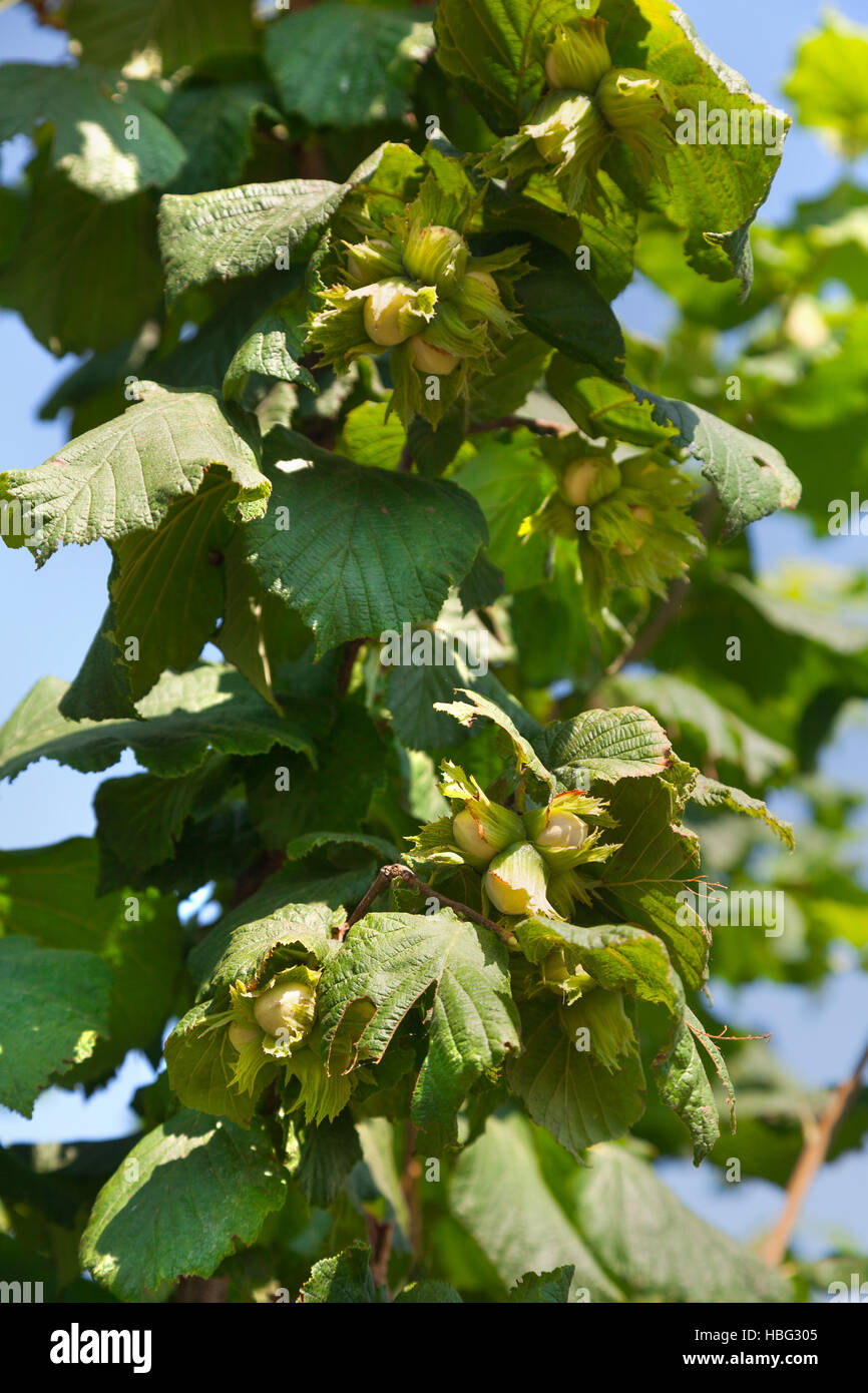 Haselnuss Baum mit grünen Blättern. Stockfoto