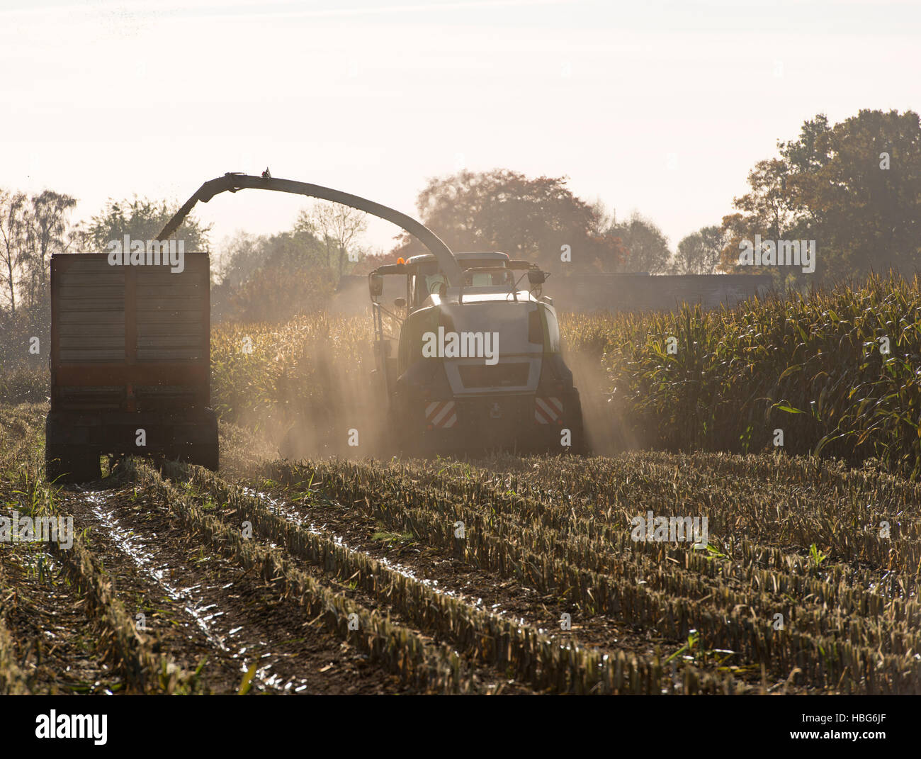 Bei der Ernte von Mais Futter Stockfoto