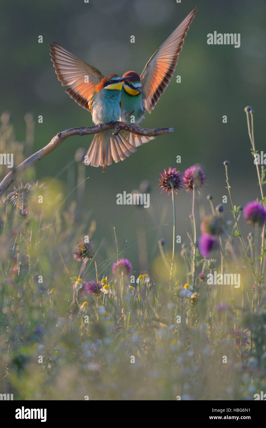 Europäische Bienenfresser (Merops Apiaster), Zuchtpaar, Männchen nähert sich Barsch in Blumenwiese, Nationalpark Kiskunság, Ungarn Stockfoto