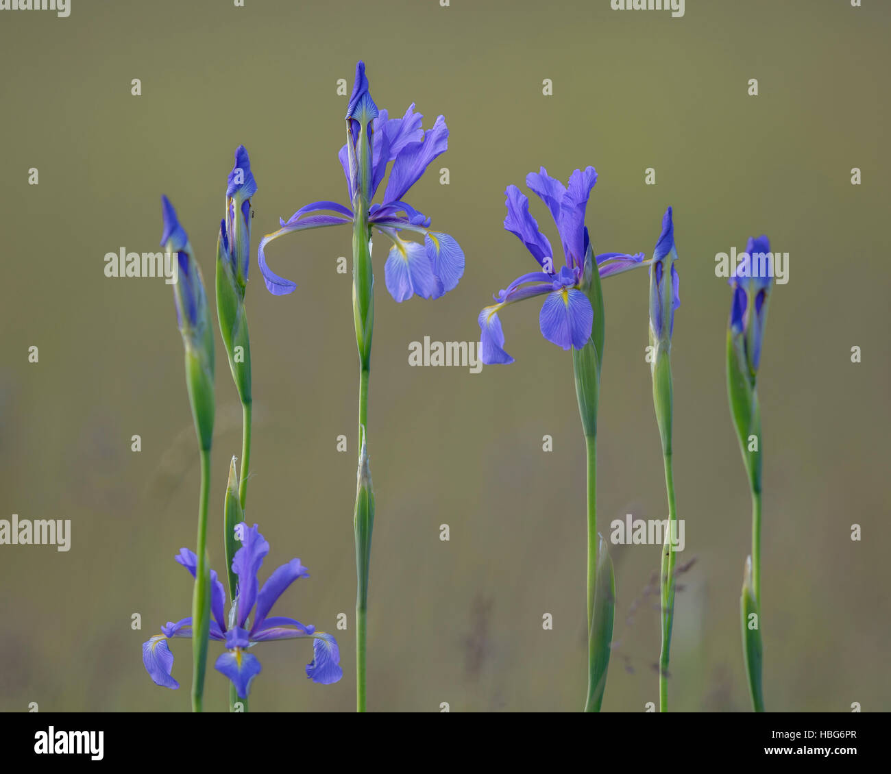 Sibirische Iris oder sibirischen Fahnen (Iris Sibirica), pannonische Steppe, Puszta, Nationalpark Kiskunság, Ungarn Stockfoto