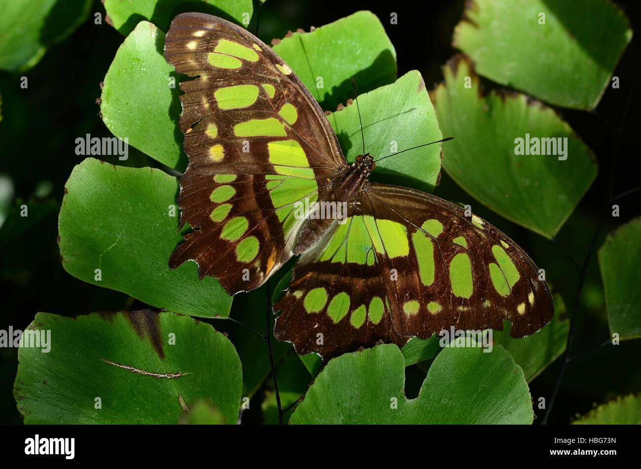 Malachit, Schmetterling, Stockfoto